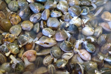 balık pazarında kabuklu deniz ürünleri organik sağlıklı gıda doğal protein