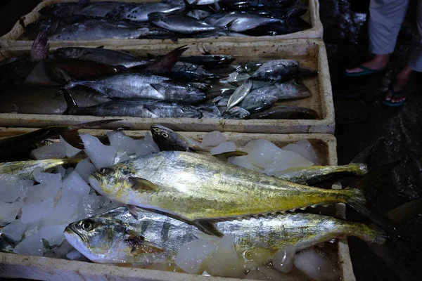 巴厘岛一个传统鱼类市场柜台上的黄鳍金枪鱼 — 图库照片