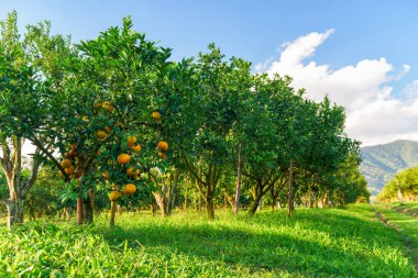Sabah portakal bahçesi