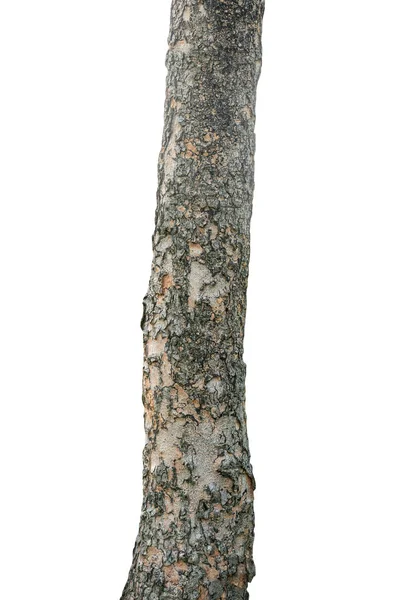 Pień Drzewa Odizolowany Białym Tle Ścieżkę Wycinania — Zdjęcie stockowe