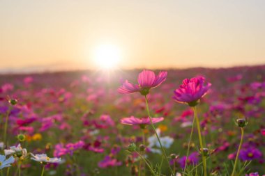  Günbatımı güzel cosmos çiçek.
