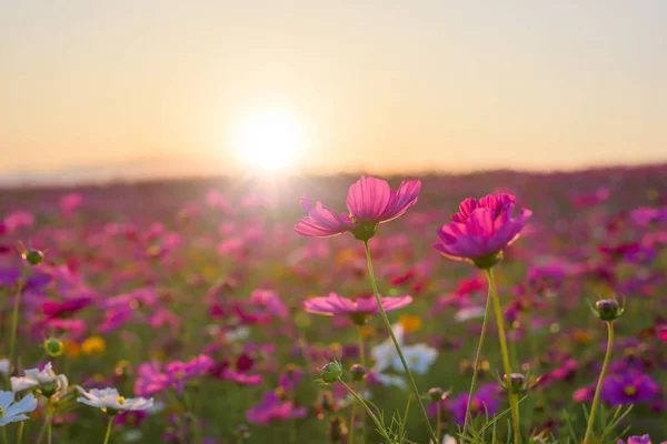 Beautiful Cosmos Flower Sunset — Stock Photo, Image