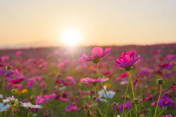 Beautiful cosmos flower in sunset.