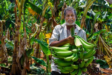 Aluva, Hindistan - Mayıs 07: Portre yakın up uzun sakallı ve bıyıklı adam, o stand ve bir muz muz plantasyonunda üzerinde 07 Mayıs 2018 yılında Kerala, Hindistan, Aluva holding.