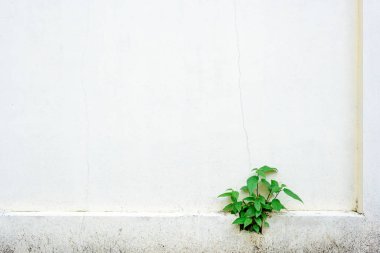 Çimento duvara bitki.