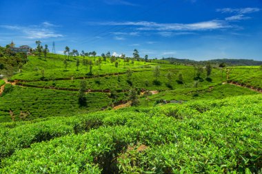 Sri Lanka 'daki çay tarlaları.