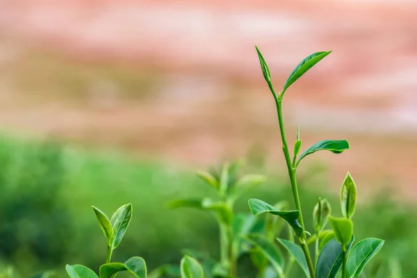 Folhas Chá Fresco Plantação — Fotografia de Stock