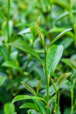 Taze çay plantasyon içinde yapraklar.