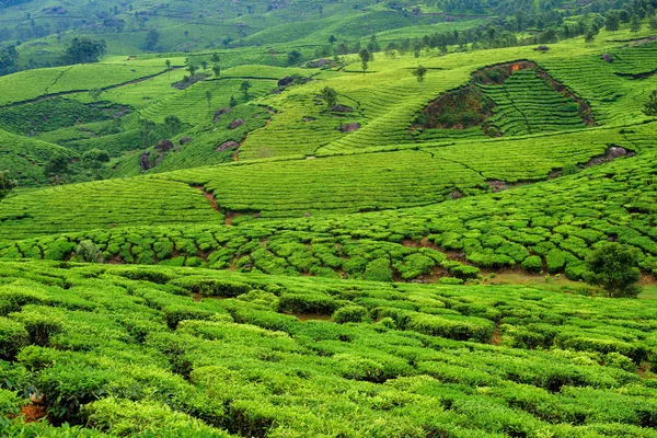 Krásné Čajové Plantáže Kopcích Poblíž Munnar Kerala Indie — Stock fotografie