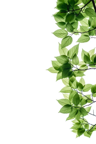Gröna Löv Och Grenar Som Isolerad Vit Bakgrund — Stockfoto
