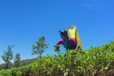 Nuwara Eliya, Sri Lanka - Mar 19: Çay yaprağı çay plantasyon üzerinde 19 Mart 2016 Nuwara Eliya, Sri lanka, çay plantasyon toplama kadınlar Sri Lanka.