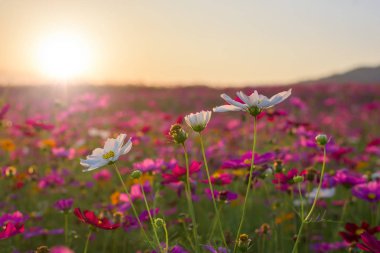  Günbatımı güzel cosmos çiçek.