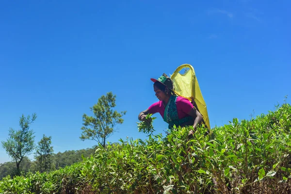 Nuwara Eliya, Sri Lanka - Mar 19: Çay yaprağı çay plantasyon üzerinde 19 Mart 2016 Nuwara Eliya, Sri lanka, çay plantasyon toplama kadınlar Sri Lanka.