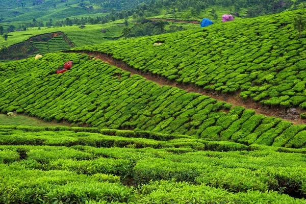 Прекрасні Чайні Плантації Пагорбах Поблизу Маннара Керала Індія — стокове фото