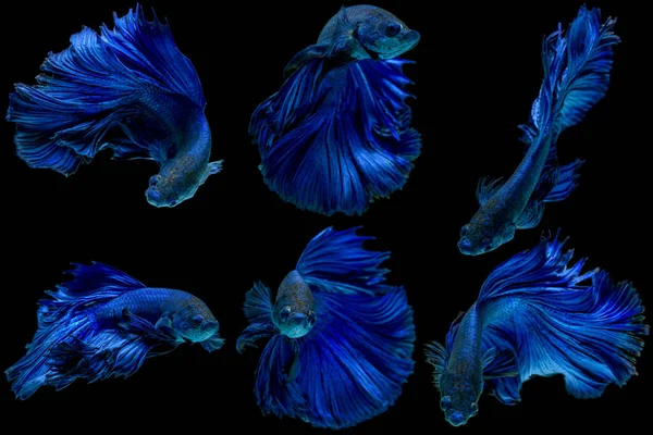 Set Blue Fighting Fish Black Background — Stock Photo, Image