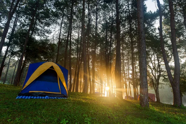 Camping Och Tält Mitten Vid Vacker Tallskog Soluppgången — Stockfoto