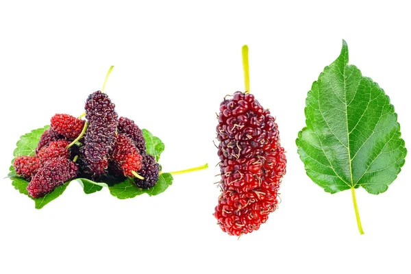 Conjunto Frutas Moreras Orgánicas Hojas Morera Aisladas Sobre Fondo Blanco — Foto de Stock