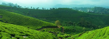 Munnar, Kerala, Hindistan yakınlarındaki tepelerde panoramik çay tarlaları..