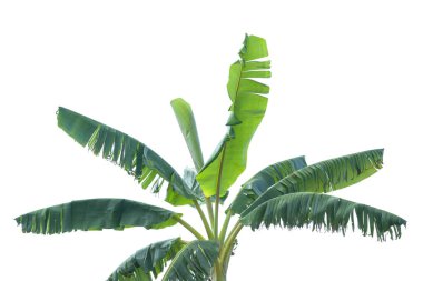 Beyaz arkaplanda muz yaprağı izole. 