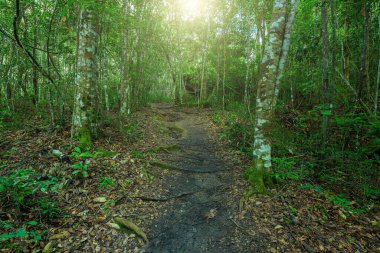 Tayland 'da güzel orman yolu