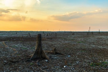 Gün batımında gökyüzü olan kavrulmuş gölde ağaç kütüğü.