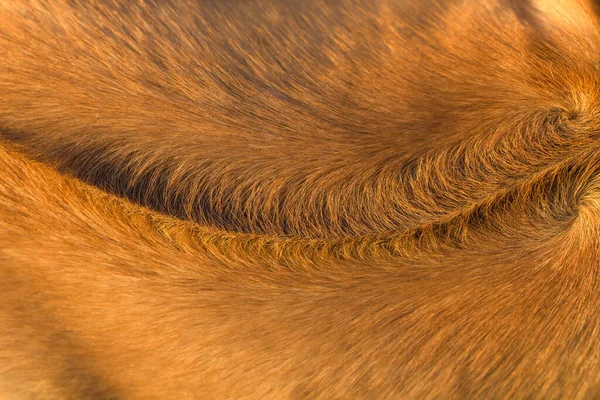 Pes Kožešiny Textura Pro Pozadí — Stock fotografie