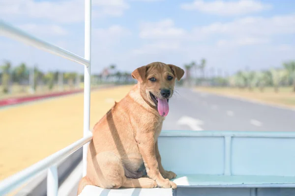 Cão Estimação Sentado Confortavelmente Chão — Fotografia de Stock