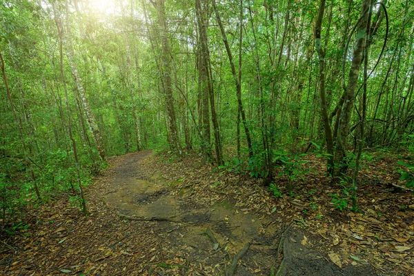 Hermoso Camino Forestal Tailandia — Foto de Stock