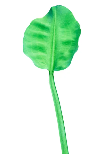 Limnocharis Flava Leaf Isolerad Vit Bakgrund Med Klippning Väg — Stockfoto