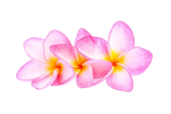 Plumeria Flores Aisladas Sobre Fondo Blanco — Foto de Stock