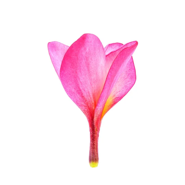 Flor Plumeria Aislada Sobre Fondo Blanco — Foto de Stock