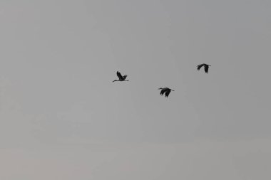 Kuşlar gökyüzünde uçuyor
