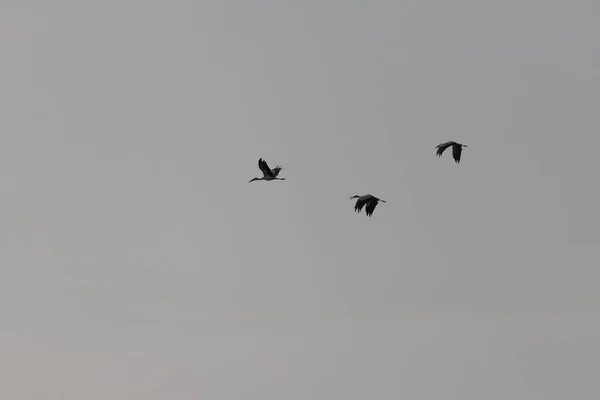 Πουλιά Που Πετούν Στον Ουρανό — Φωτογραφία Αρχείου