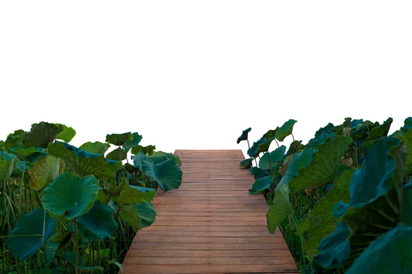 Wooden bridge and Lotus leaf isolated on white background. This has clipping path.