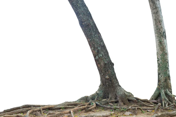 Tronco Árvore Isolado Sobre Fundo Branco Este Tem Caminho Recorte — Fotografia de Stock