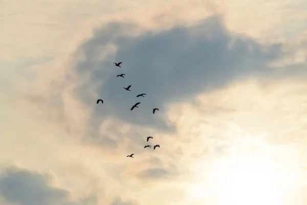 Slunce Svítí Ptáci Létají Nad Nebeským Západem Slunce Stock Fotografie