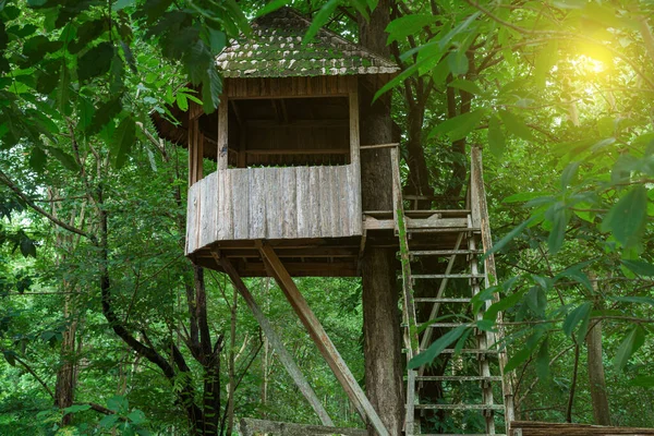 Tree house in deep forest.