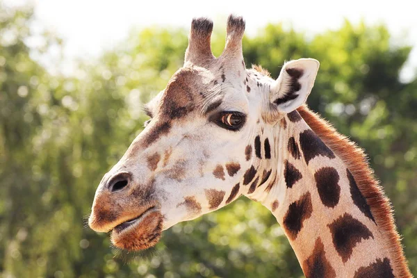 Giraffa Nello Zoo Sfondo Verde Dettaglio Della Testa — Foto Stock