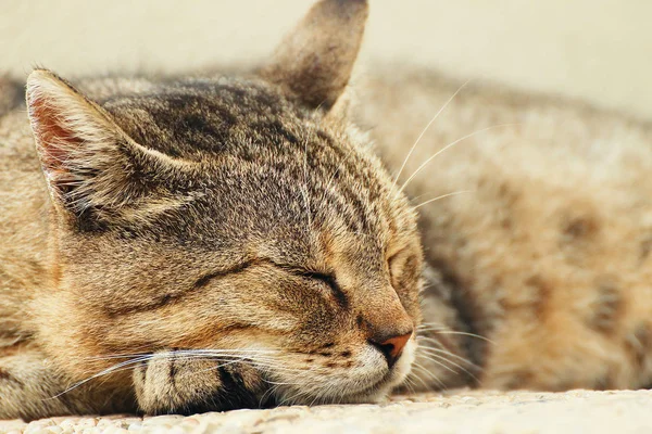 Sleeping Lying Tabby Cat Detail Head — Stock Photo, Image