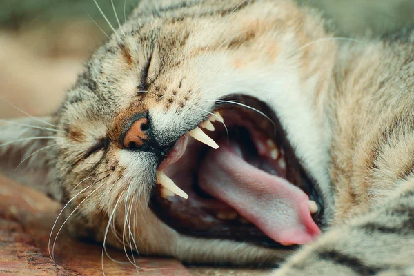 Lying Tabby Cat Open Mouth Detail Head — Stock Photo, Image