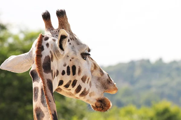 在动物园的长颈鹿在绿色背景 头细节 — 图库照片