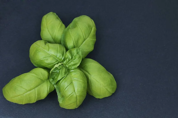 Gri arka plan üzerinde fesleğen yaprağı