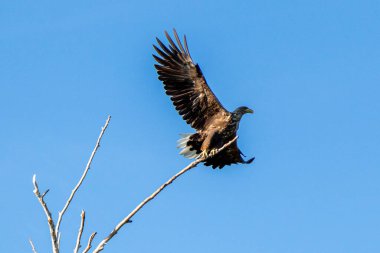 Büyük kartal kuş havalanıyor.