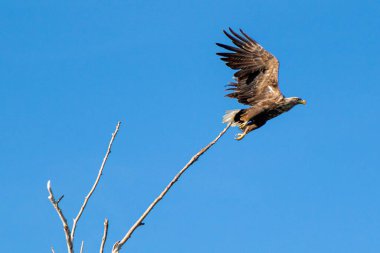 Büyük kartal kuş havalanıyor.