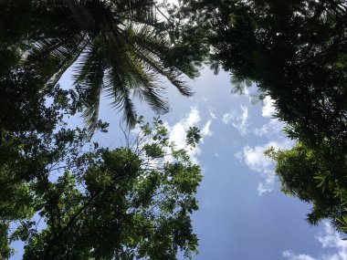 Mavi gökyüzü arka plan ile yeşillik Jpg dosyası olarak görünür