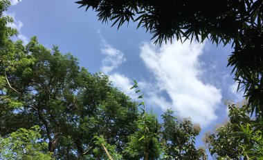 Mavi gökyüzü arka plan ile yeşillik Jpg dosyası olarak görünür