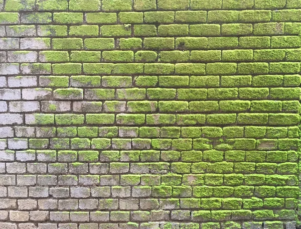 Brick Wall with Green Moss as JPG File