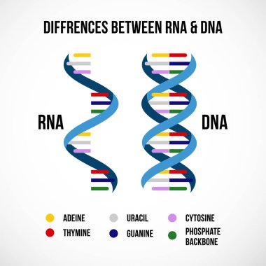 Differences between dna and rna vector scientific icon spiral of clipart