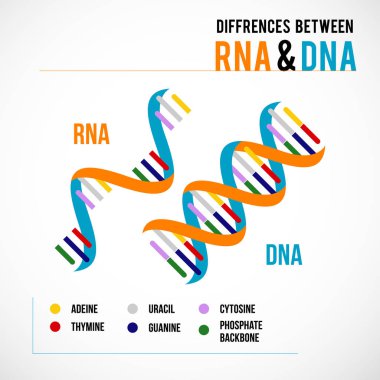 Differences between dna and rna vector scientific icon spiral of clipart
