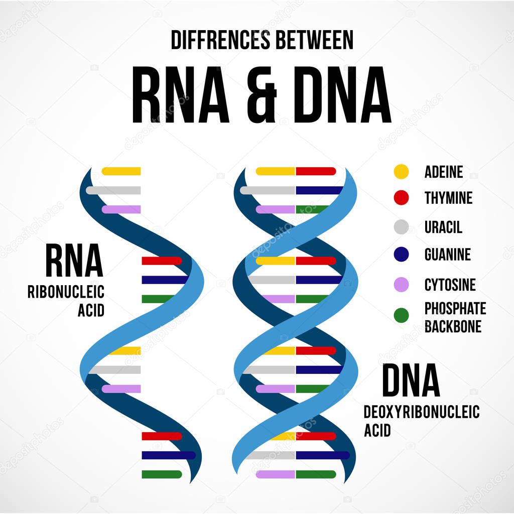 Differences between dna and rna vector scientific icon spiral of
